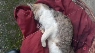 Strage di gatti sul territorio comunale di Mileto: ferma condanna del sindaco