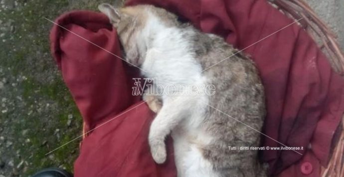 Strage di gatti sul territorio comunale di Mileto: ferma condanna del sindaco