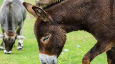 La notte della Befana in Calabria e la leggenda degli animali che parlano