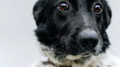 Botti di Capodanno, l’Aida: «Almeno 400 tra cani e gatti morti. Calabria maglia nera»