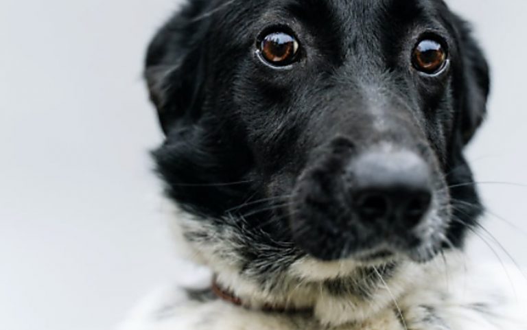 Botti di Capodanno, l’Aida: «Almeno 400 tra cani e gatti morti. Calabria maglia nera»