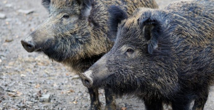 Peste suina nei cinghiali e maiali, l’Asp di Vibo stila un protocollo per le aziende