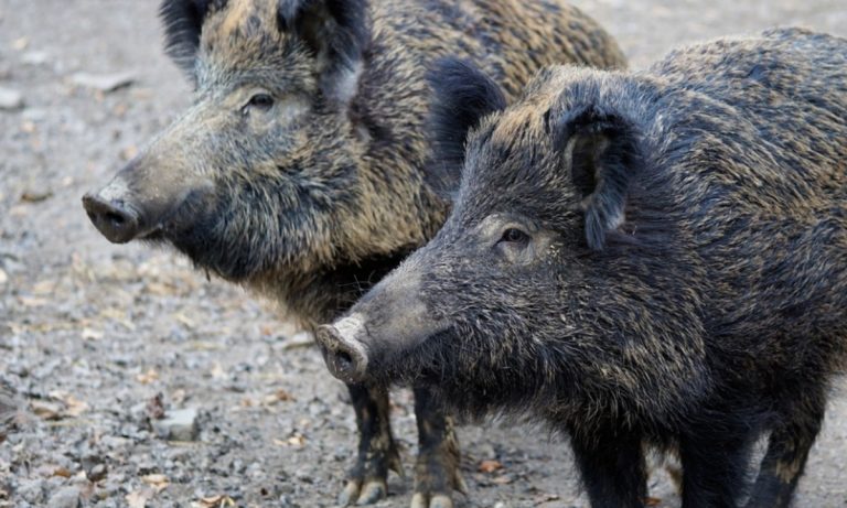 Pizzo e i cinghiali a spasso, il sindaco: «Sulla fauna selvatica è competente la Regione»