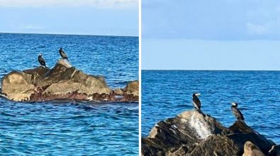 Briatico, cormorani avvistati e fotografati in località Punta Scrugli