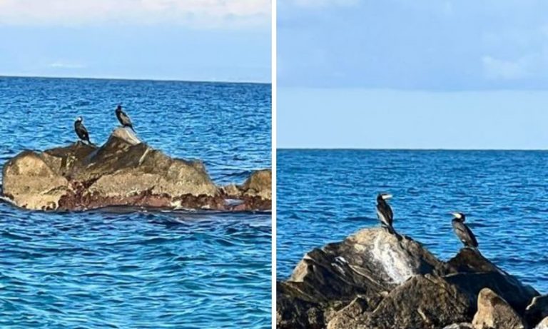 Briatico, cormorani avvistati e fotografati in località Punta Scrugli