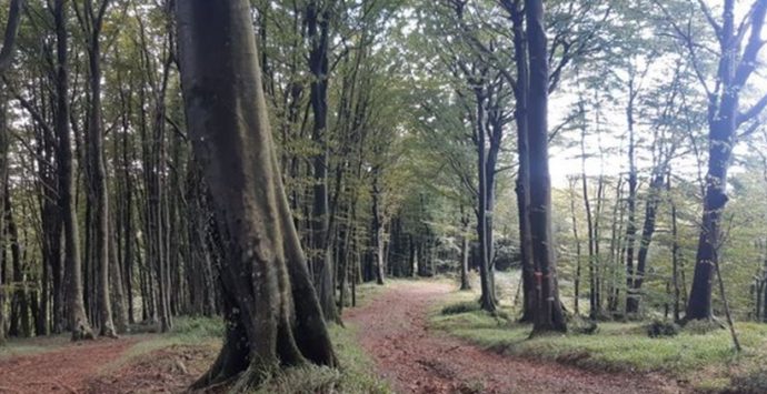 Monterosso, Italia Nostra dice no al parco eolico nella faggeta: «A rischio quattromila alberi»