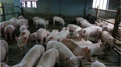 Scatta nel Vibonese l’allerta per la peste suina: «Nessun rischio per l’uomo» – Video