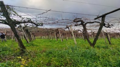 Il Gal “Terre Vibonesi” alla (ri) scoperta dei prodotti di nicchia