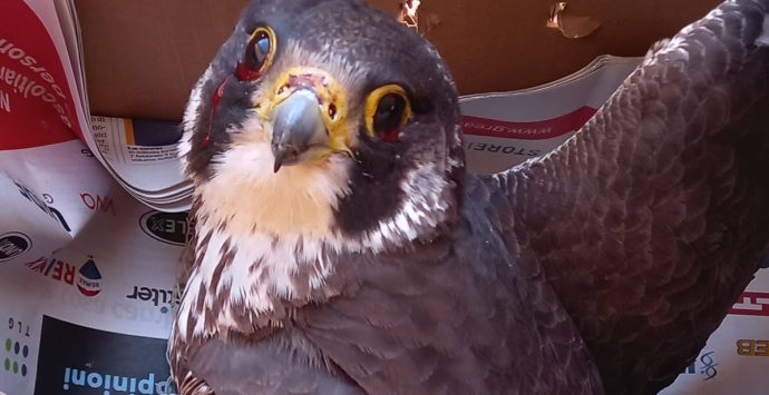 Grave episodio di bracconaggio: ferito a fucilate un raro falco pellegrino