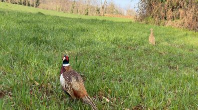 Caccia nel Vibonese, l’Ambito territoriale immette 300 esemplari di fagiano