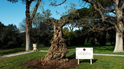 L’Associazione Valentia dona un ulivo a Mattarella in ricordo delle vittime del Covid