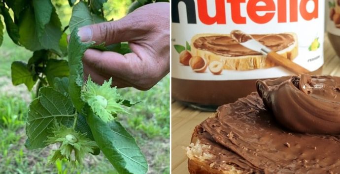Nocciole delle Serre calabresi per la Nutella, arriva il no dei produttori alla Ferrero