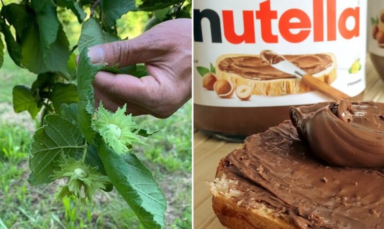 Nocciole delle Serre calabresi per la Nutella, arriva il no dei produttori alla Ferrero