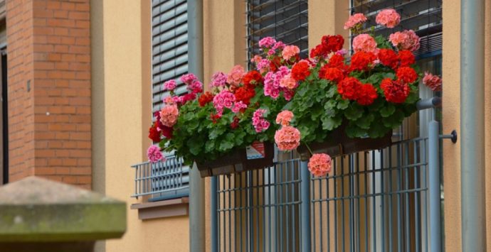 A Vibo torna il concorso “Balconi fioriti”: ecco il regolamento
