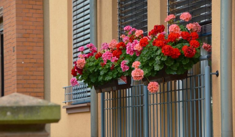 A Vibo torna il concorso “Balconi fioriti”: ecco il regolamento