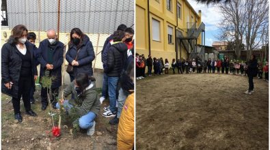 Festa della donna a Briatico, piantato un albero di mimosa nel cortile della scuola