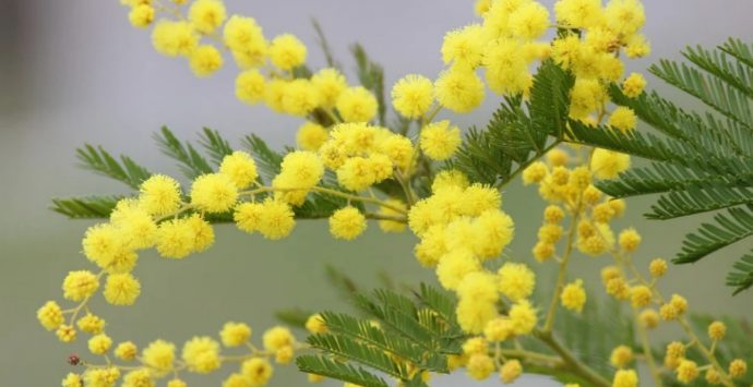 Festa della donna, il Comune di Sant’Onofrio promuove una serata di musica