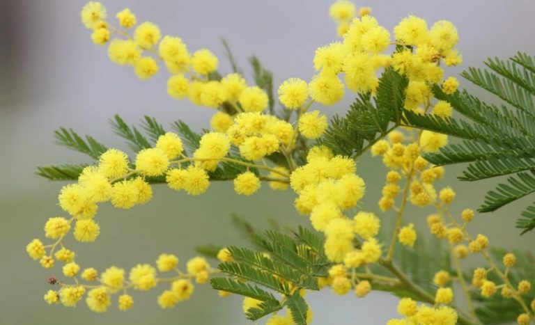 Festa della donna, il Comune di Sant’Onofrio promuove una serata di musica