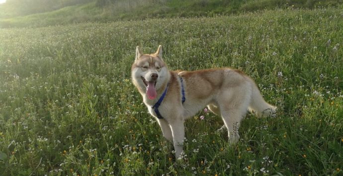 Mileto, dall’avvelenamento al ritorno alla vita: la storia a lieto fine del cane Shasta