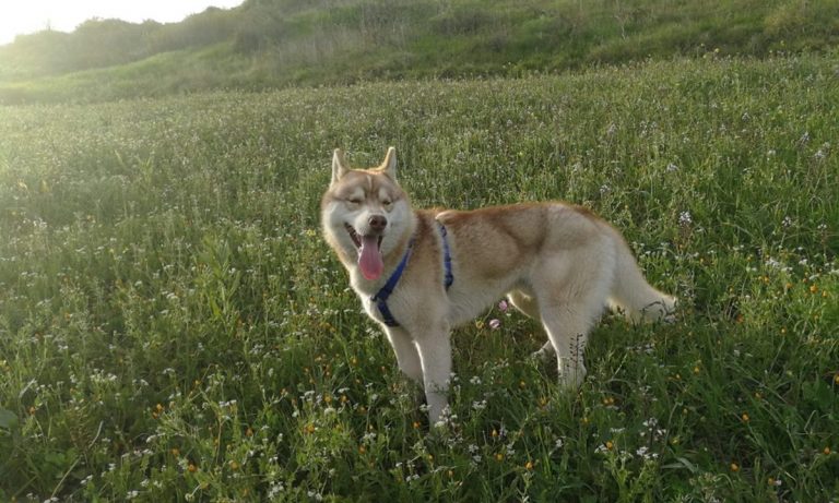 Mileto, dall’avvelenamento al ritorno alla vita: la storia a lieto fine del cane Shasta