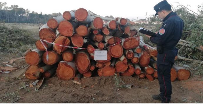 Taglio illegale di 164 alberi nella pineta di Colamaio a Pizzo: tre denunce