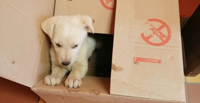 Mileto, tredici cagnolini abbandonati per strada nel giro di poche ore – Foto