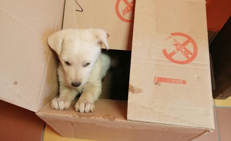 Mileto, tredici cagnolini abbandonati per strada nel giro di poche ore – Foto