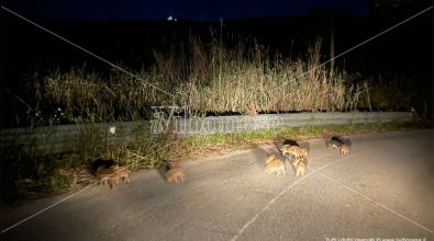 Cuccioli di cinghiale a spasso per strada nel Vibonese: lo spettacolare video