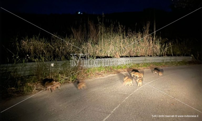 Cuccioli di cinghiale a spasso per strada nel Vibonese: lo spettacolare video