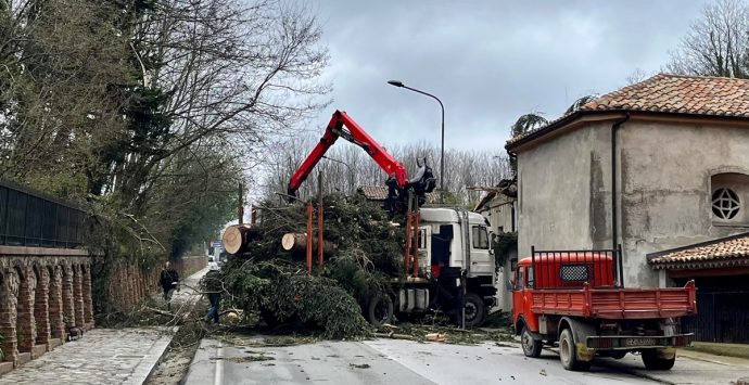 Serra San Bruno, strada chiusa a causa della caduta di un albero