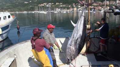 Il primo tonno della stagione offerto a San Francesco: riparte la pesca in Calabria -Video