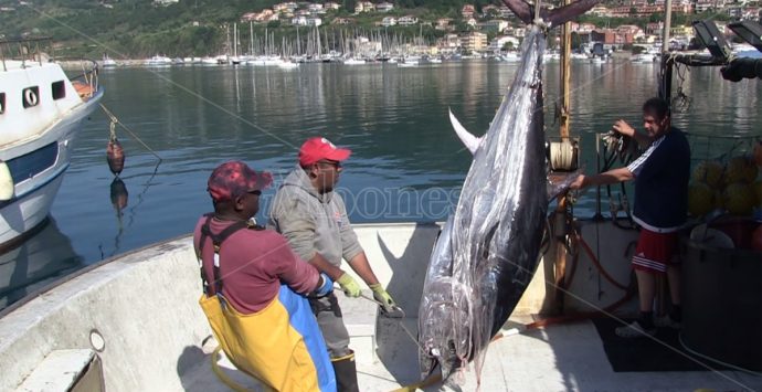 Il primo tonno della stagione offerto a San Francesco: riparte la pesca in Calabria -Video