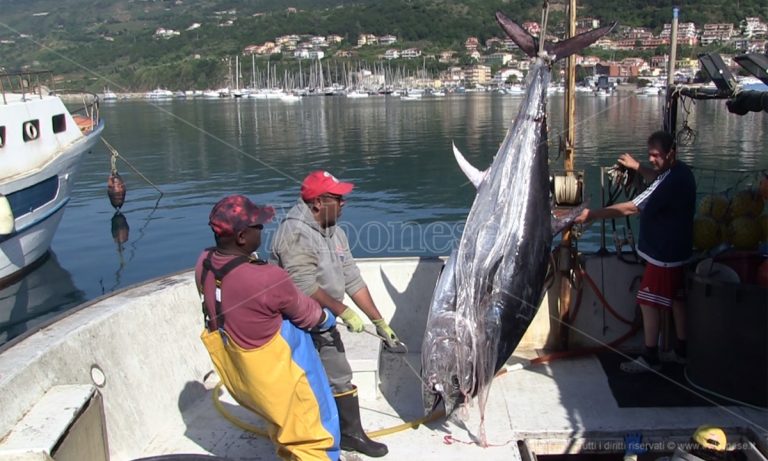 Il primo tonno della stagione offerto a San Francesco: riparte la pesca in Calabria -Video