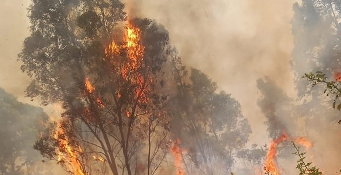 In fiamme diversi ettari di macchia mediterranea nel Vibonese