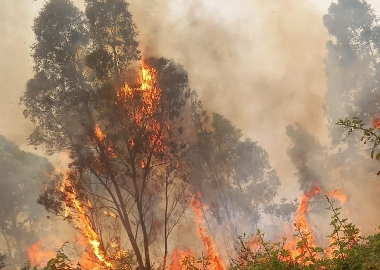 In fiamme diversi ettari di macchia mediterranea nel Vibonese