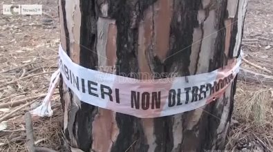 Pizzo, la pineta sotto attacco: sfregiata dai ladri di legname. Paolillo (Wwf): «Fototrappole subito» -Video