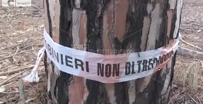 Pizzo, la pineta sotto attacco: sfregiata dai ladri di legname. Paolillo (Wwf): «Fototrappole subito» -Video