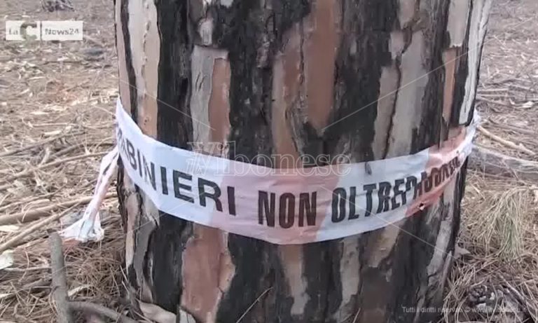 Pizzo, la pineta sotto attacco: sfregiata dai ladri di legname. Paolillo (Wwf): «Fototrappole subito» -Video