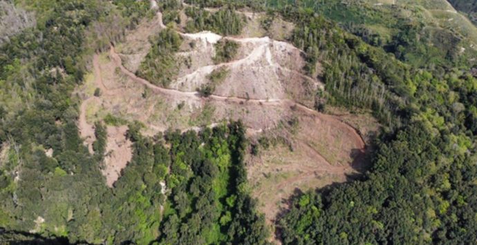I carabinieri forestali fermano nel territorio di Drapia il taglio di un bosco in zona protetta