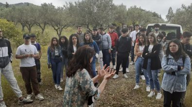 Il valore dell’olio, cento studenti vibonesi a lezione sull’oro giallo di Calabria