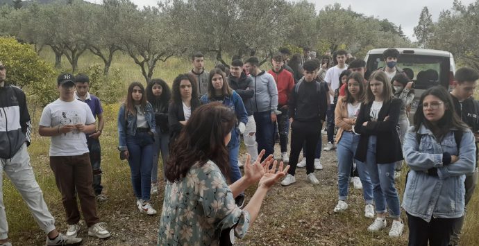 Il valore dell’olio, cento studenti vibonesi a lezione sull’oro giallo di Calabria