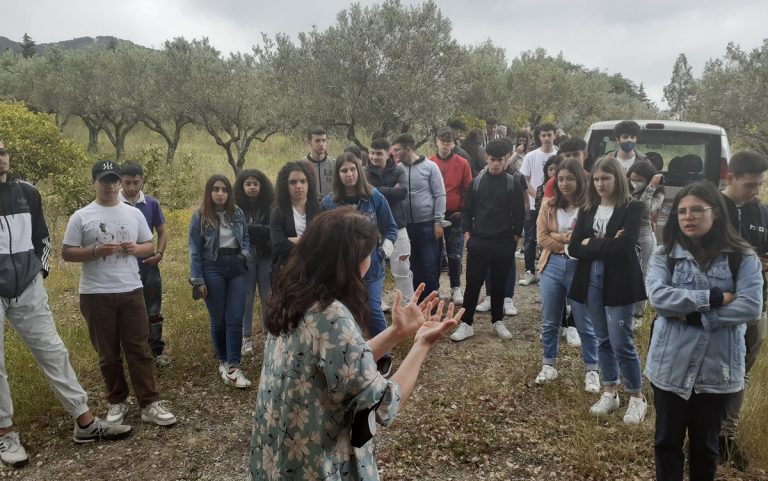 Il valore dell’olio, cento studenti vibonesi a lezione sull’oro giallo di Calabria