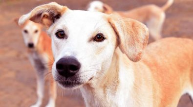 Cessaniti, il sindaco Mazzeo ordina la cattura e sterilizzazione dei cani randagi