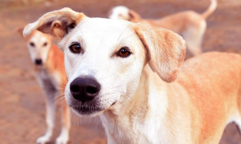 Serra, microchip ai cani nei locali della Protezione civile: il disappunto dello Slai Cobas