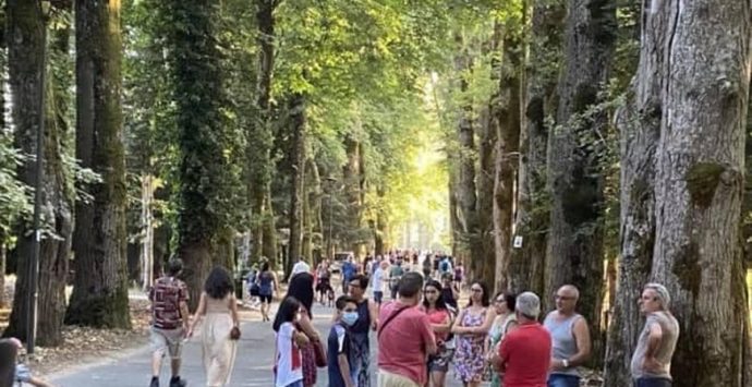 Serra: dai Cis in arrivo 2 milioni di euro per la riqualificazione di Viale Certosa