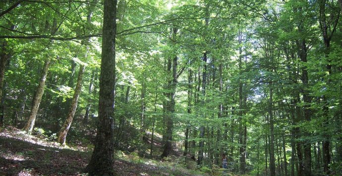 «In Calabria si nutre avversione: si preferisce “fare la festa” agli alberi»