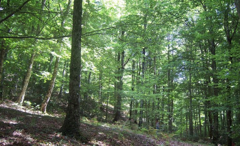 Serra, “Terre Bruniane” organizza un’escursione alla scoperta della Ferdinandea