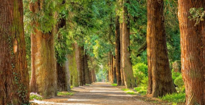 Torna il Kalabria Eco Fest, il bosco di Polia pronto ad ospitare la II edizione