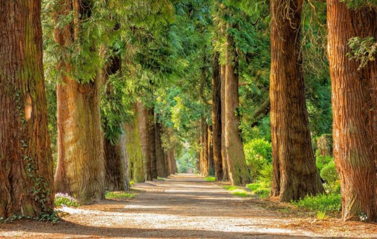 Torna il Kalabria Eco Fest, il bosco di Polia pronto ad ospitare la II edizione