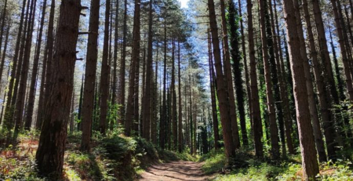 Serra San Bruno, tutto pronto per la passeggiata naturalistica alla scoperta de “lu pipi di maiu”